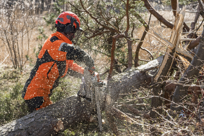 Man cutting down tree